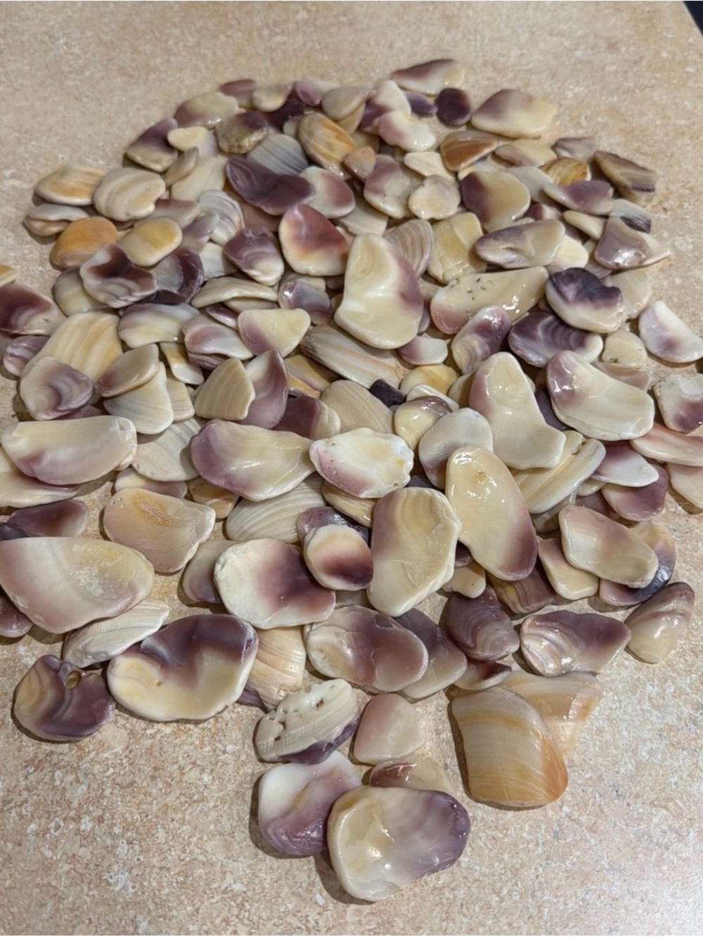 Wampum Shells - Picture 3 of 3